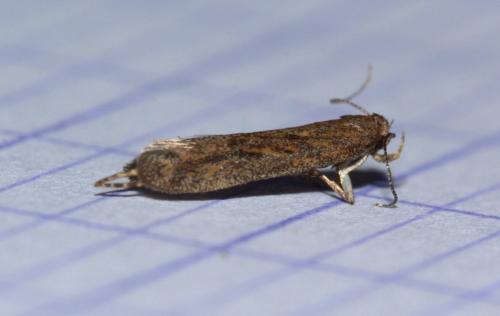 Réf. 266 422 : Scrobipalpa acuminatella